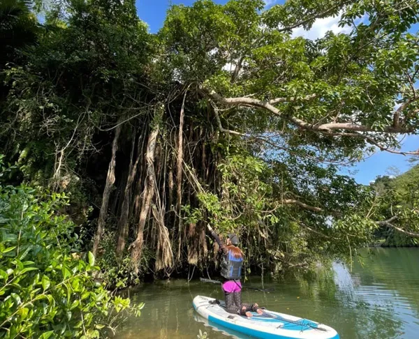 マングローブSUPツアー